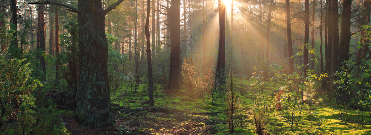 Een weekend in het bos Wandel en stilteretraite