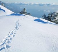 Voetafdrukken in sneeuw (2)