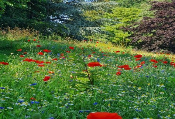 Grasveld met bloemen