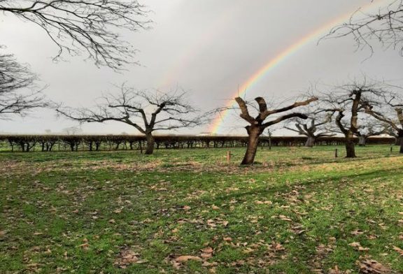 Regenboog vanuit tuin