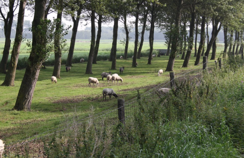 Uylenburg schapen