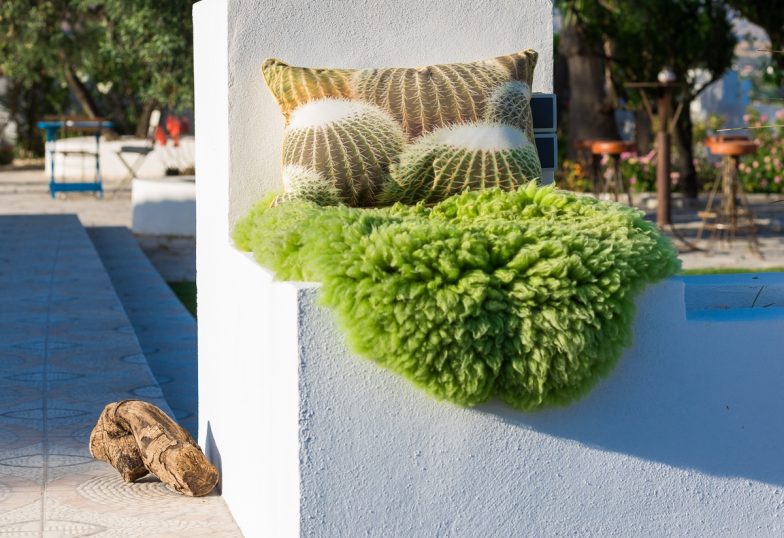 Villa Fahala grote cactussen